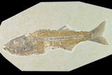 Fossil Fish (Mioplosus) - Uncommon Species - Green River #138590-1
